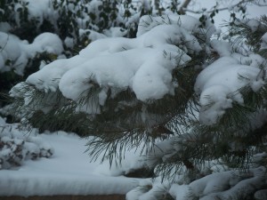 Outside Our Window Lovely Snow in Loveland CO